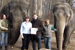 Elephants with staff Elephants with staff