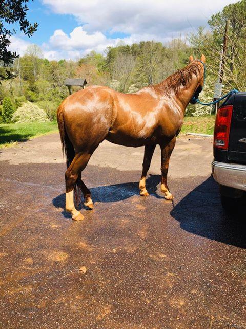 Shiny horse coat