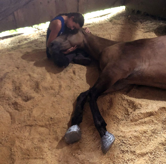 Horse with laminitis Laying Down
