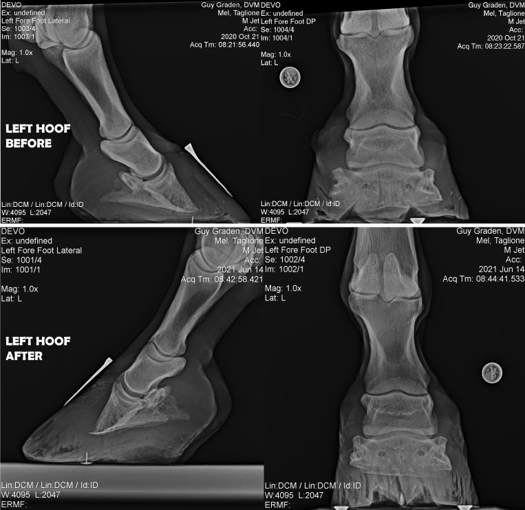 Left Hoof X-Ray X-Ray of Jet's Left Hoof