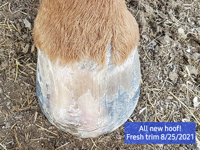 Jean C after using Farrier's Formula