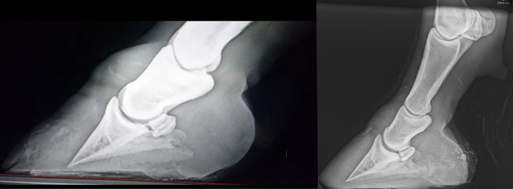 Hoof X-ray before and after using Farrier's Formula®