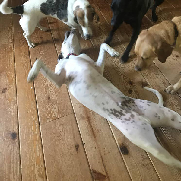 Wittling after using Breeder's Formula®
