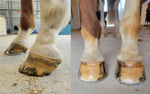 Ol Raspy Horseshoeing Testimonial