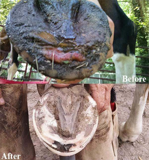 Singing River Equine Rescue Testimonial